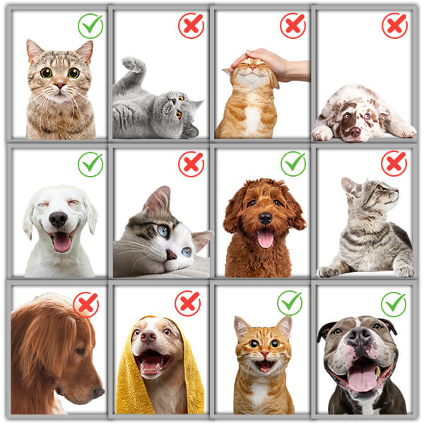 İsme Özel Kral Karikatürlü Evcil Hayvan Biblosu - Görsel 3